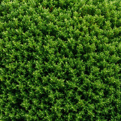 Thuja